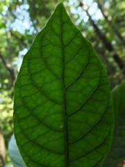 Strobocalyx arborea