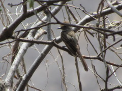 Myiarchus cinerascens