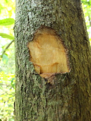 Strobocalyx arborea