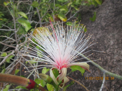 Pseudobombax croizatii
