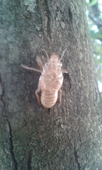 Cicada