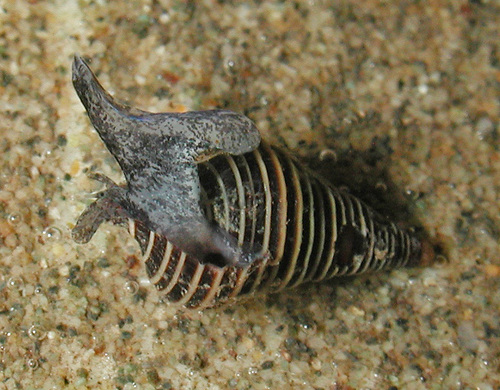 Turridrupa bijubata observed 2005-04-06