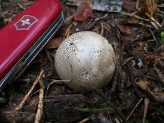 Handkea fumosa