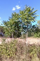 Ailanthus