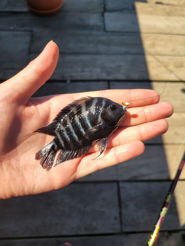 Lago Coatepeque Convict Cichlid