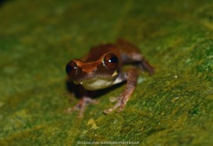 Leptomantis cyanopunctatus