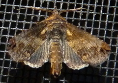 Paectes pygmaea