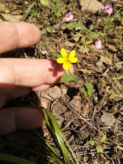 Viola pinetorum
