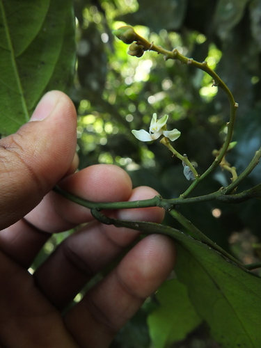 Image of Xanthophyllum flavescens by (c) Siddarth Machado, some rights reserved (CC BY)