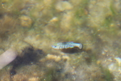 Cyprinodon nevadensis mionectes