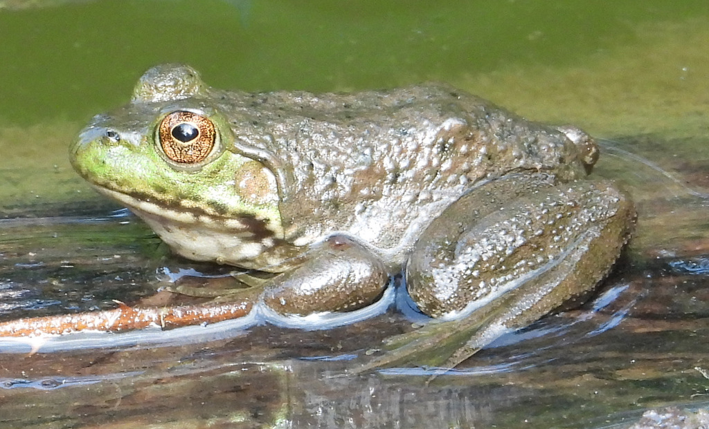 American Bullfrog from Forest Glen, Silver Spring, MD, USA on September ...