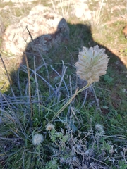 Ptilotus macrocephalus