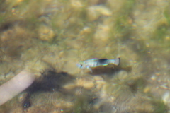 Cyprinodon nevadensis mionectes