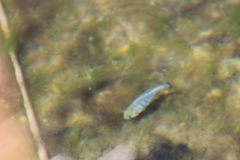 Cyprinodon nevadensis mionectes