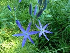 Camassia leichtlinii
