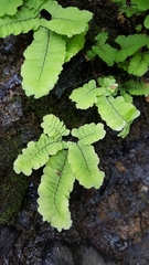 Adiantum aleuticum subpumilum