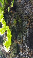 Adiantum aleuticum subpumilum