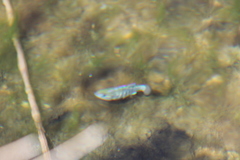 Cyprinodon nevadensis mionectes