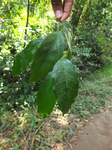 Image of Xanthophyllum flavescens by (c) Siddarth Machado, some rights reserved (CC BY)
