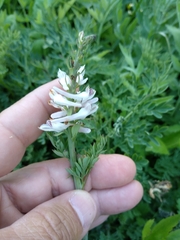 Corydalis caseana caseana