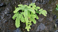 Adiantum aleuticum subpumilum