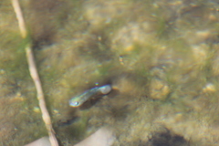 Cyprinodon nevadensis mionectes