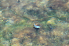 Cyprinodon nevadensis mionectes