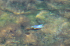 Cyprinodon nevadensis mionectes