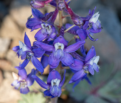 Delphinium antoninum
