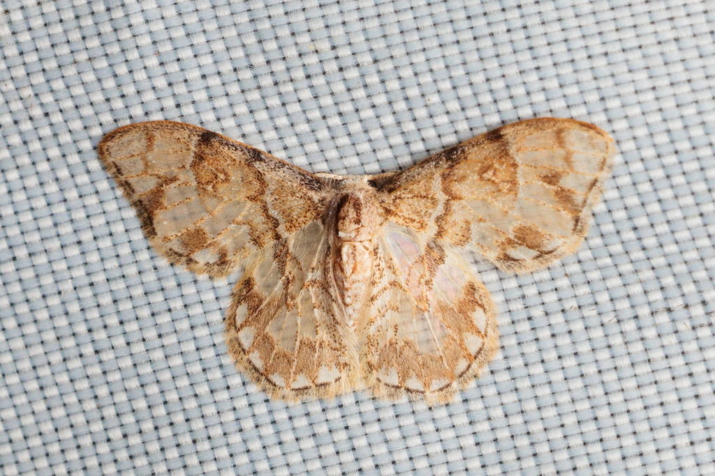 Auzatellodes theafundum
