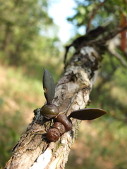 Bulbophyllum stocksii
