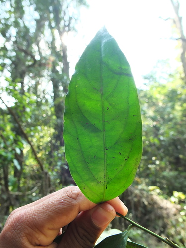Image of Xanthophyllum flavescens by (c) Siddarth Machado, some rights reserved (CC BY)