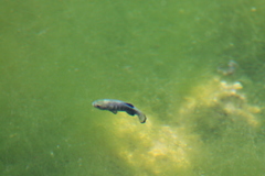 Cyprinodon nevadensis mionectes