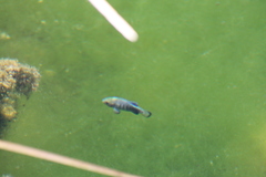 Cyprinodon nevadensis mionectes