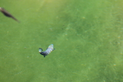 Cyprinodon nevadensis mionectes