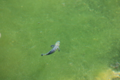 Cyprinodon nevadensis mionectes