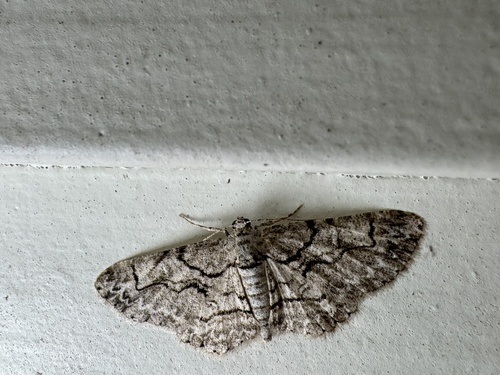 Iridopsis dataria