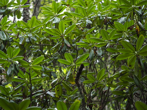 Rhododendron brachycarpum iNat (2)