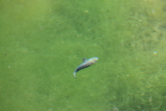 Cyprinodon nevadensis mionectes