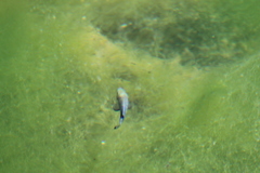 Cyprinodon nevadensis mionectes