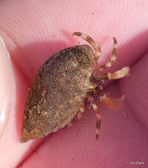 Pagurus hirsutiusculus