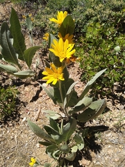 Wyethia mollis