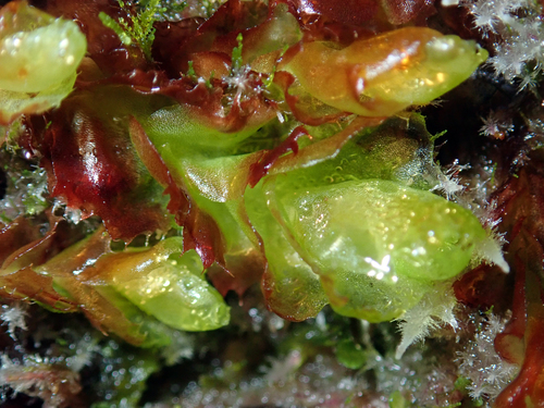 Goebelobryum vermiculare