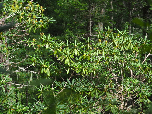 Rhododendron brachycarpum iNat (1)