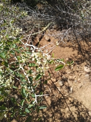 Ceanothus cordulatus