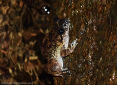 Limnonectes conspicillatus