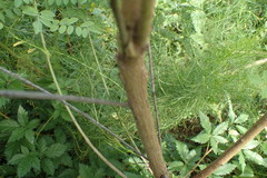 Indigofera suffruticosa