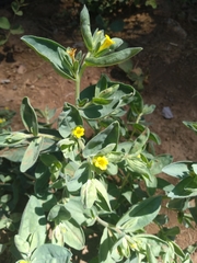 Lithospermum californicum
