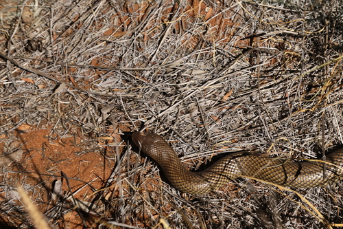 Mulga Snake sighting