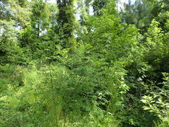 Indigofera suffruticosa